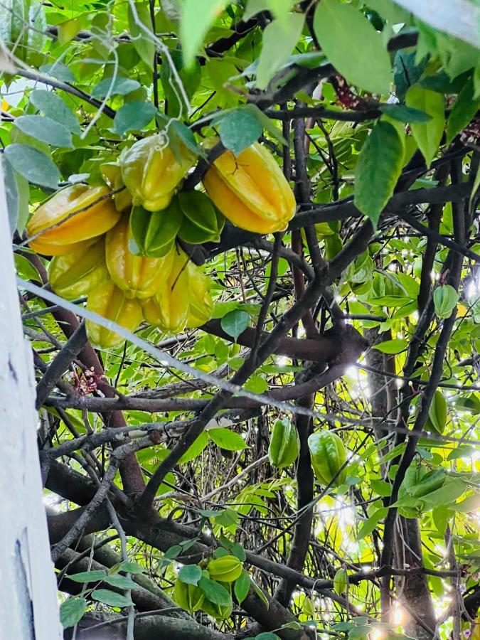 3Bdrm Fruit Tree Home Near Downtown אורלנדו מראה חיצוני תמונה