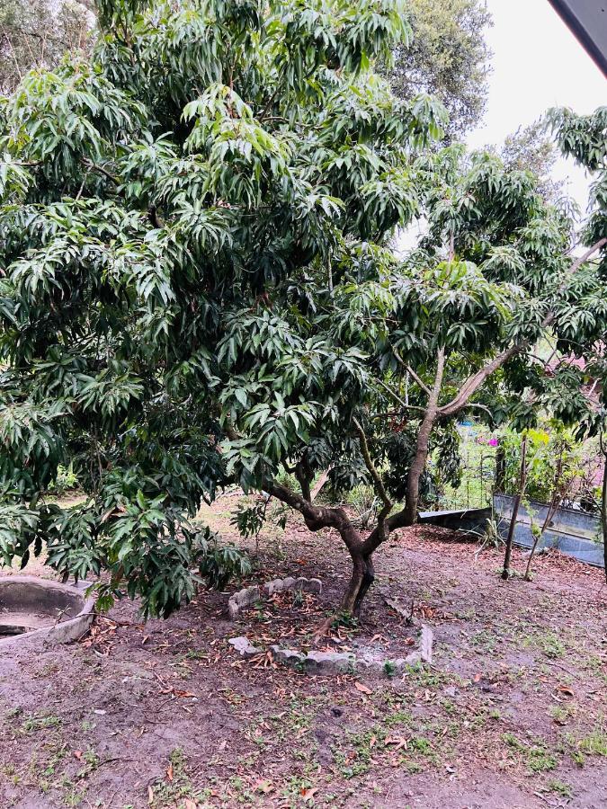 3Bdrm Fruit Tree Home Near Downtown אורלנדו מראה חיצוני תמונה